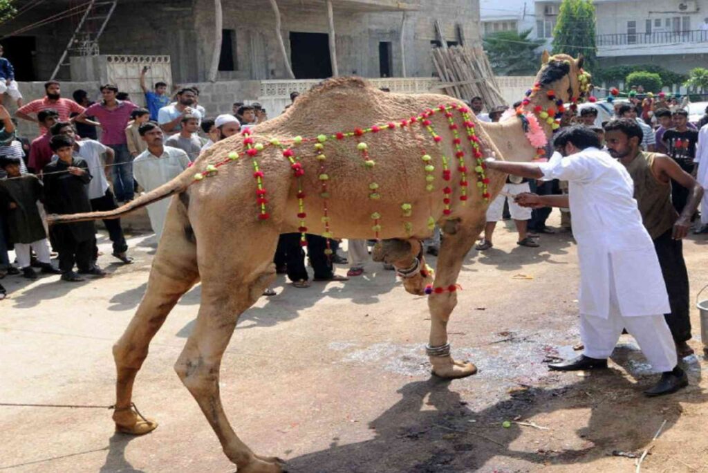 How to Perform Qurbani During Hajj – Rules and Requirements.